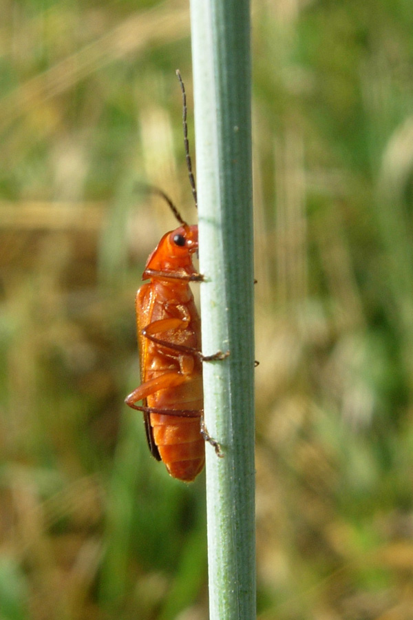 Alcuni Cantharidae, un Oedemeridae e un Cerambycidae